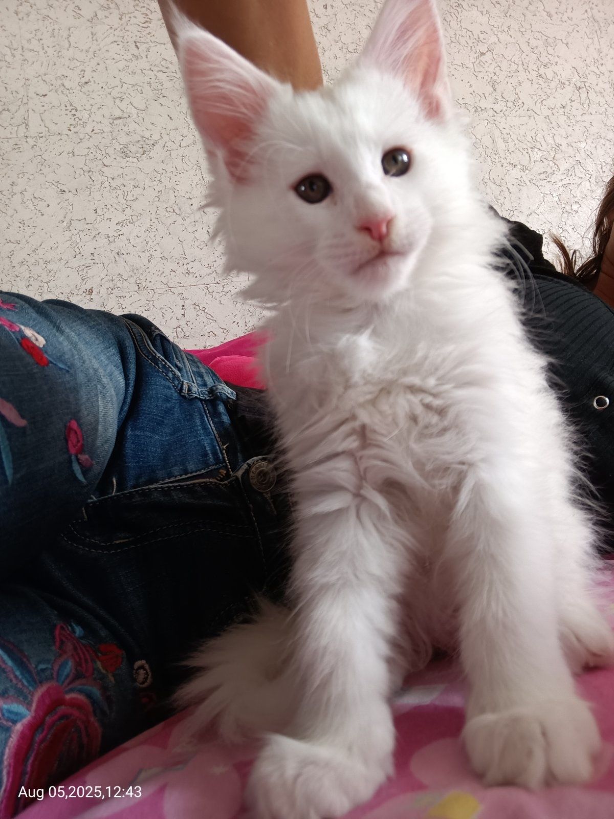 Породисти котета Мейн Кун