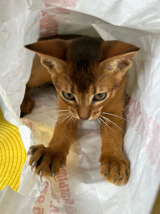 Чудо-детки.абиссины с документами