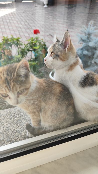 Веселые котята для дома