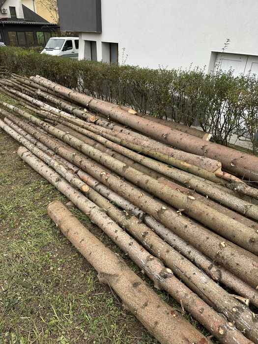 Vand busteni lemn de molid, brad