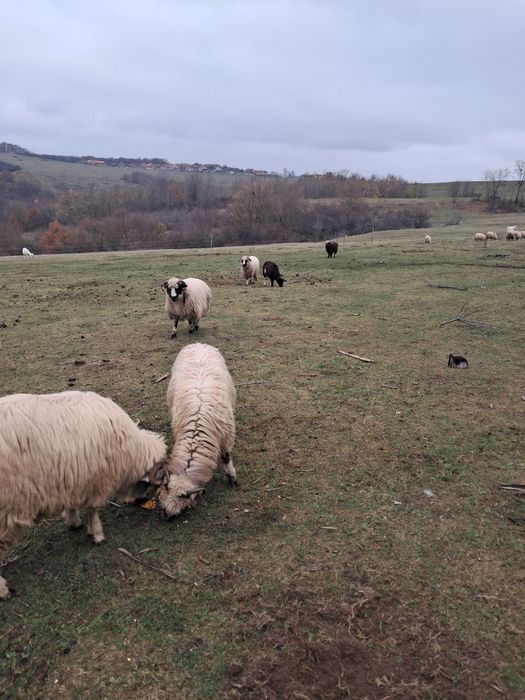 Oii țurcane 18 bucati