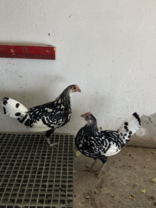 Pereche Păduane și Familie Hamburg