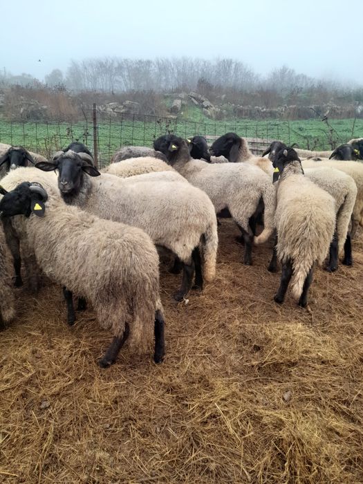 Oi de vânzare. Pret negociabil