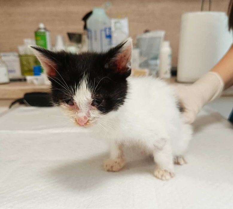 2-месечно момченце търси дом!