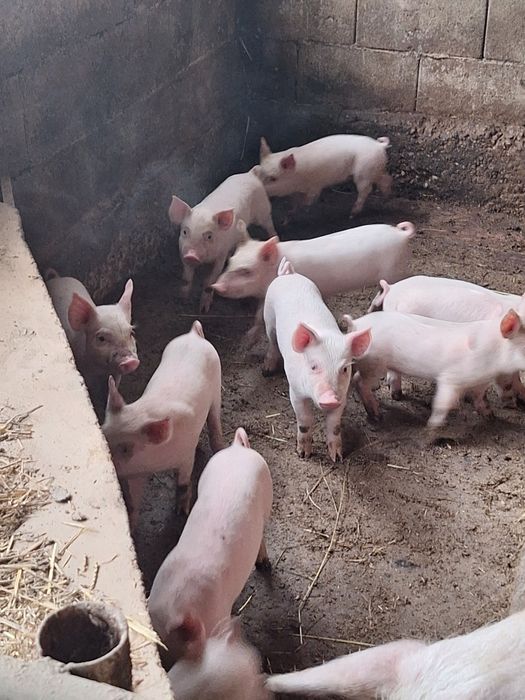 Продавам прасенца