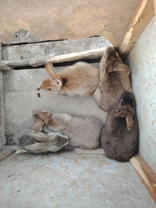 Quyonlar sotiladi 3.5 oylik