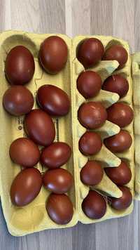 Гарантирам оплодени яйца от Марани и Амераукани