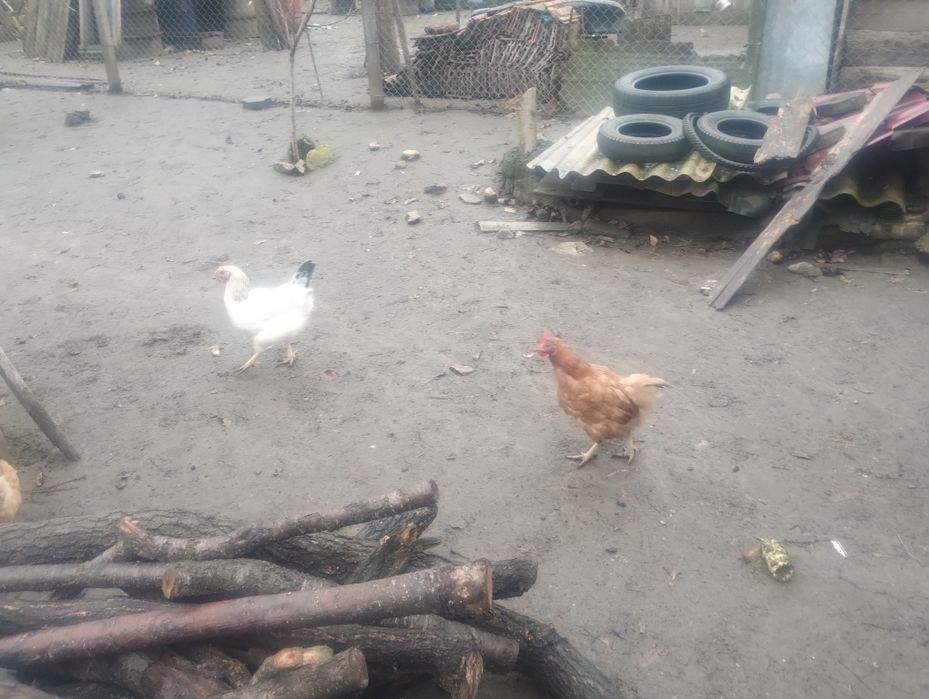 Vând cocos și găini.