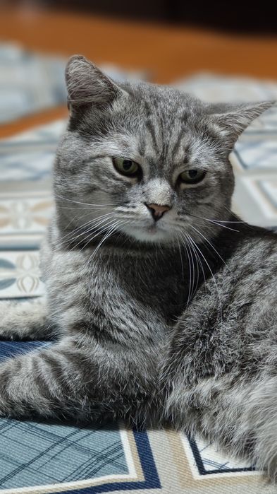 Отдам кота в хорошие руки