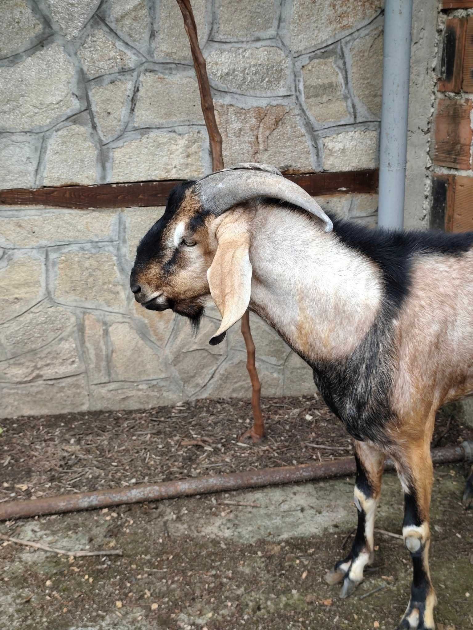 ПРодавам много добър пръч