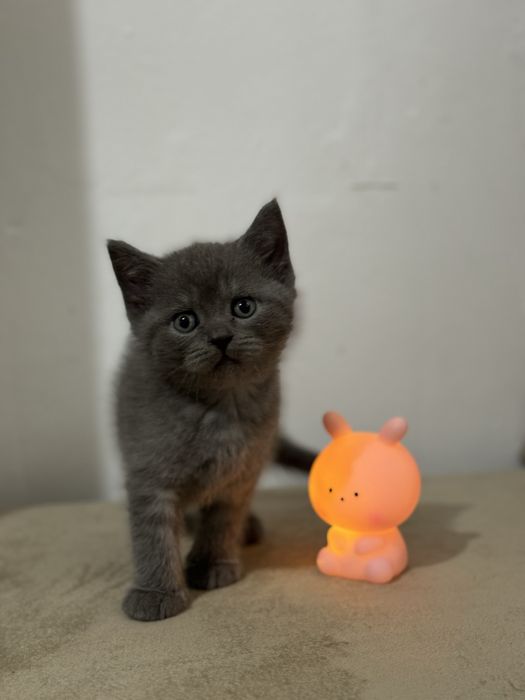 Băiețel British Shorthair Blue