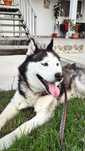 Donez Husky Siberian