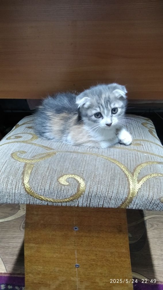 Продам отдам котёнка.