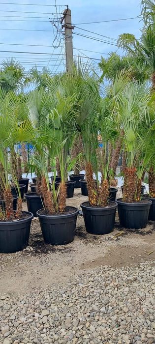 Palmieri 2.m-4m oferim transport, rezista la frig, Plante exotice