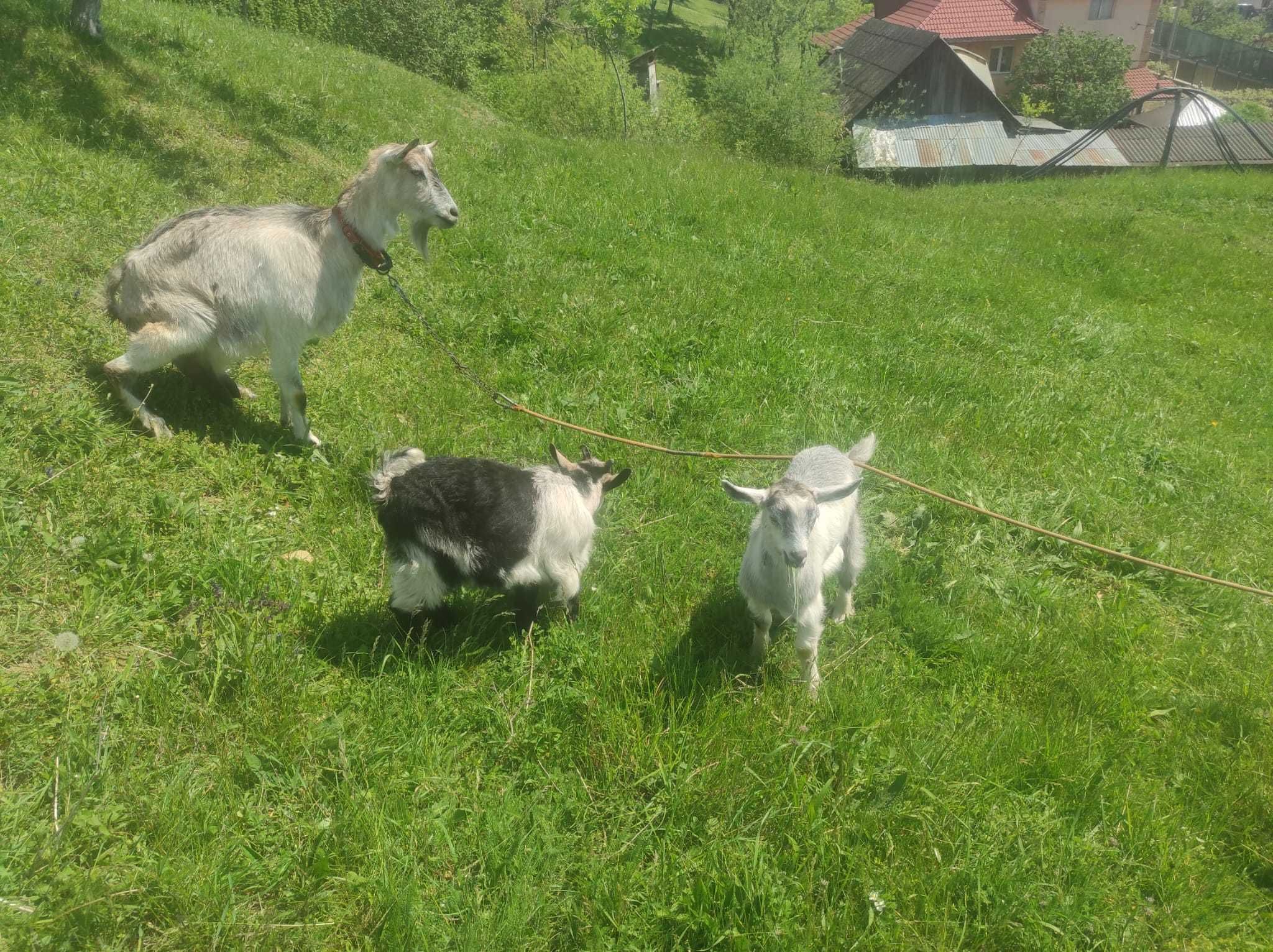 Capră de 3 ani cu ied!