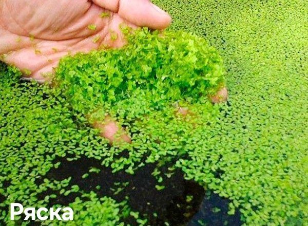Растения растёт без Co2