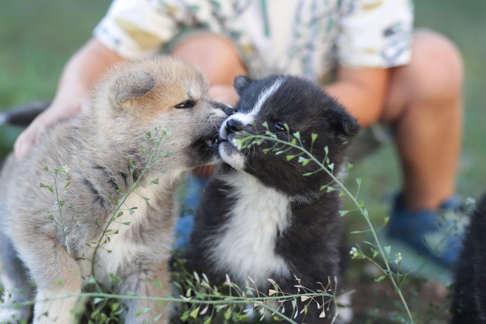Akita Inu roscat si brindle (tigrat)