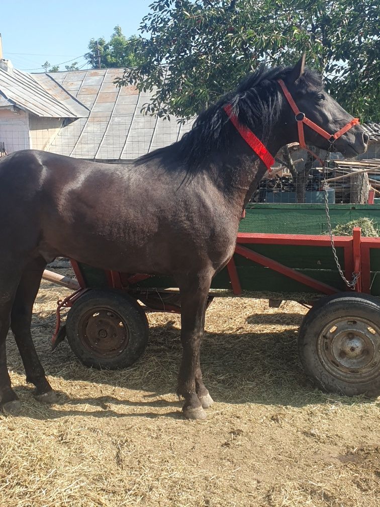 Vand armăsar de 1 an și 11 luni