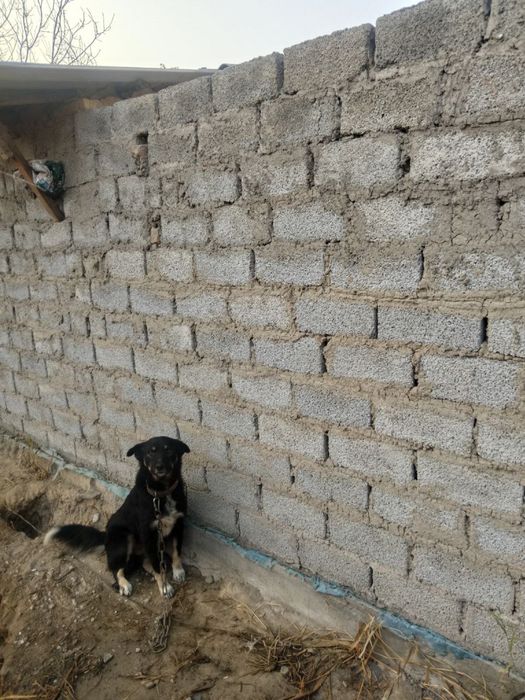 Отдам даром собака охрана