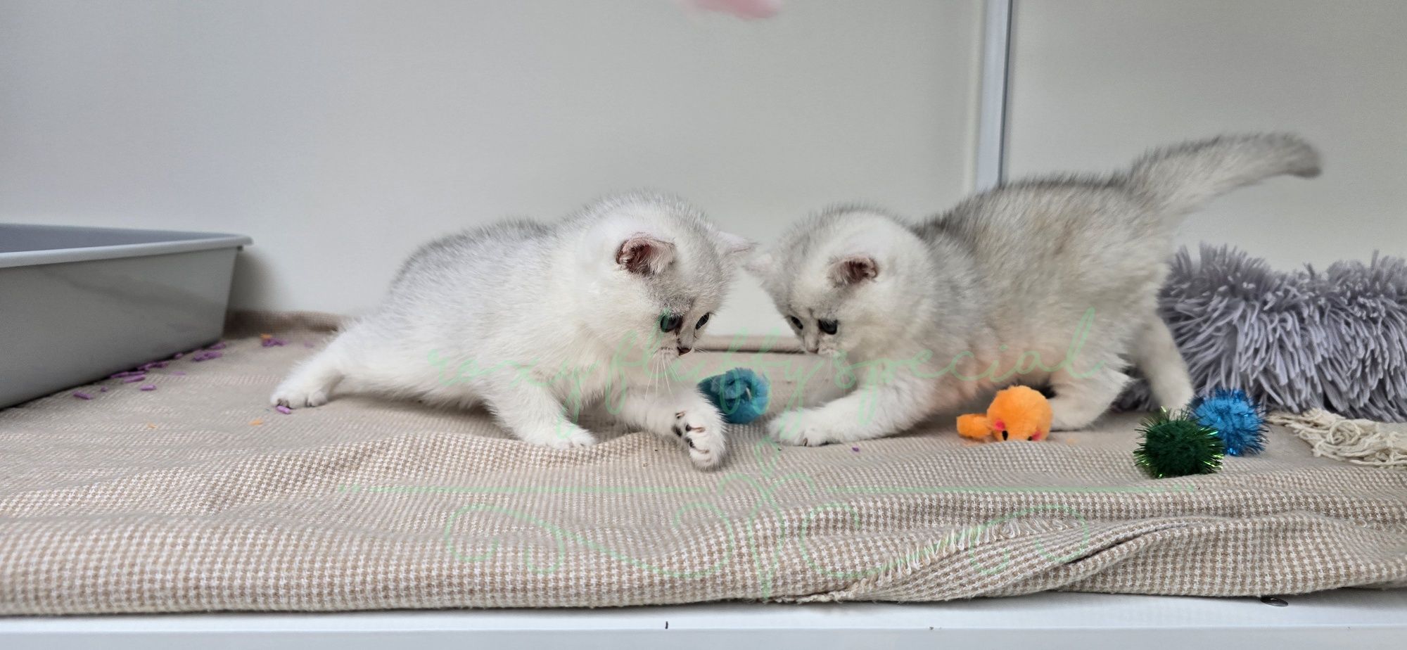 British shorthair cu pedigree