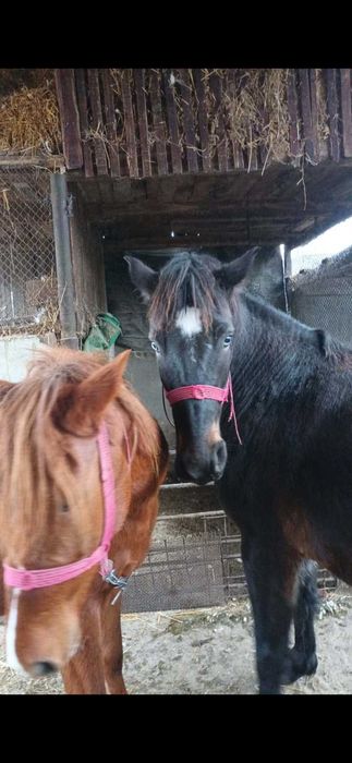 Vand carlane foarte frumoasefrumoaseg