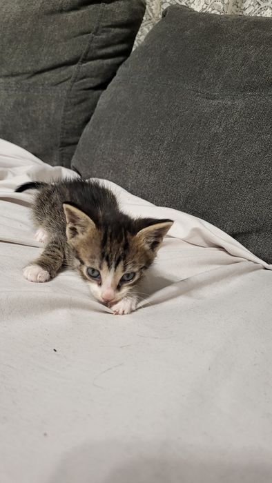 Котенце си търси дом