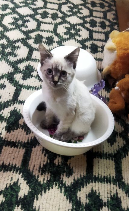 Котята сиамские, домашние