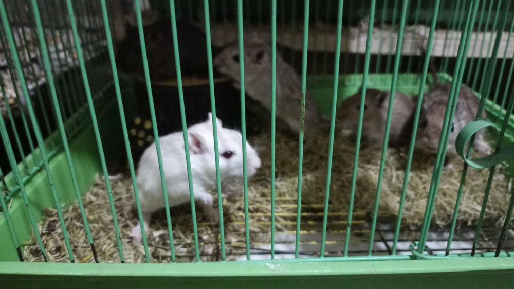 Песчаные белочки