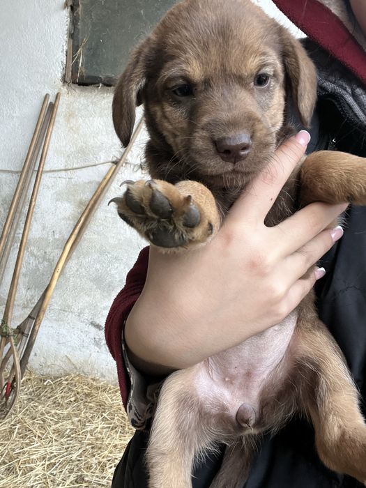 Donez catei de curte