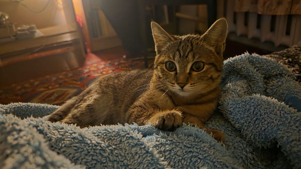 Отдам котенка в добрые руки