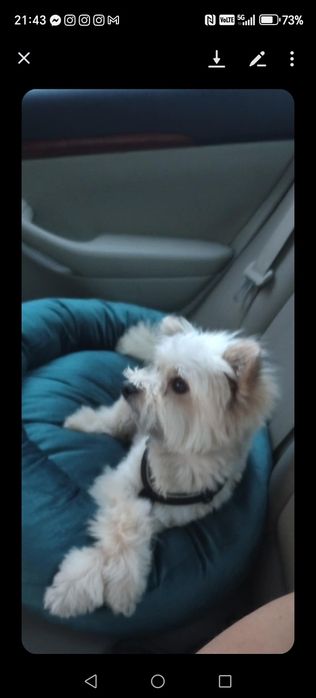 Ново легло за домашни любимци