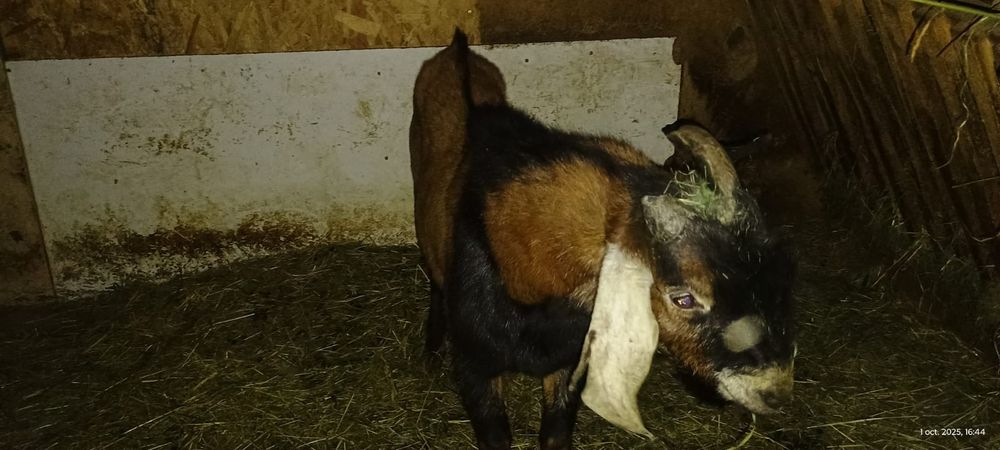 Țap. anglonubian,la schimb