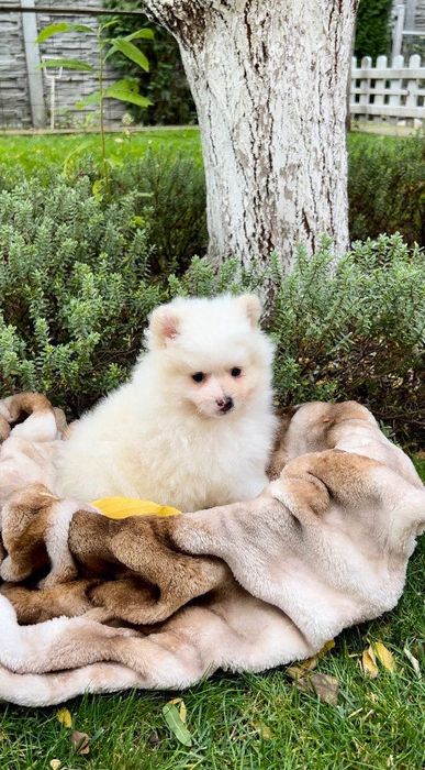 Померани момчета