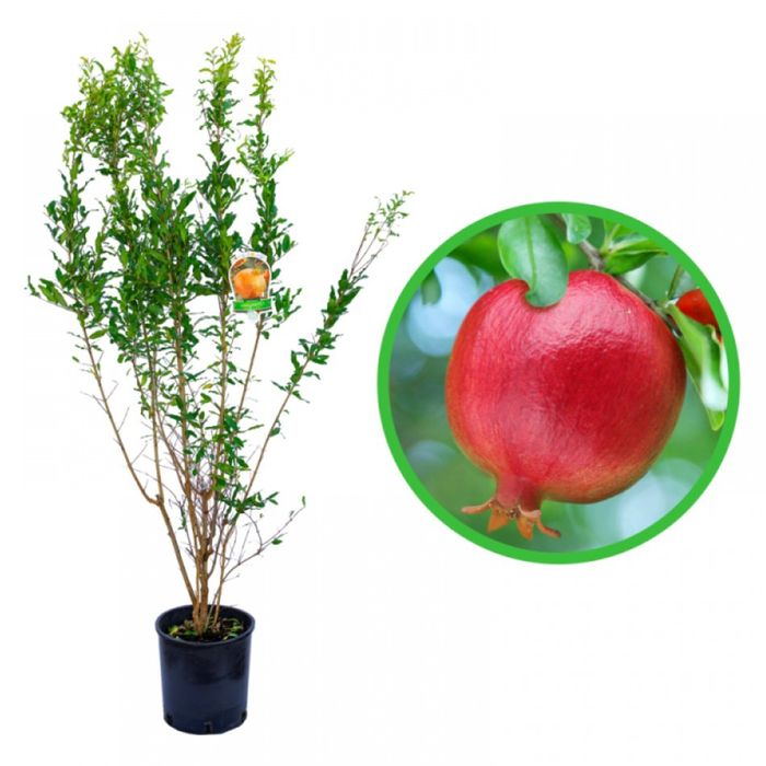 Pomi Fructiferi Exotici (Soiuri de Rodiu )
