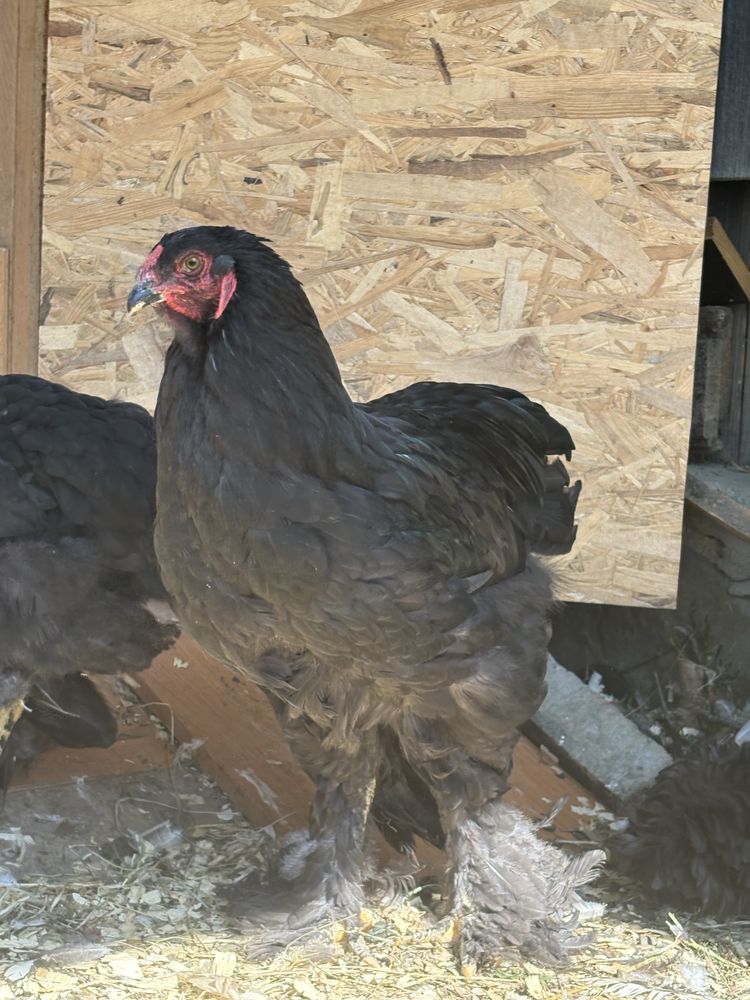 Cocosi Brahma tineti de 4 luni vaccinati la zi si perfecti sanatosi.