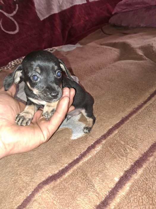 Продам щенят Таксы