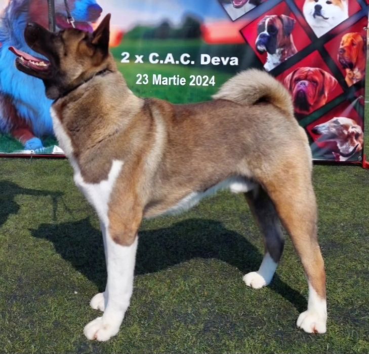 Akita american, mascul 3 ani