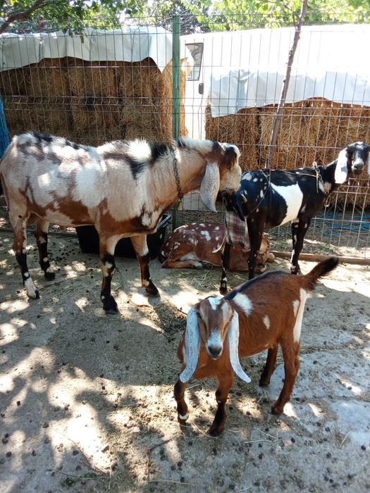 Vând Capre Anglonubiene