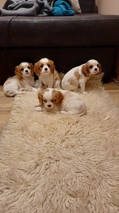 Продавам кавалер кинг чарлз шпаньол