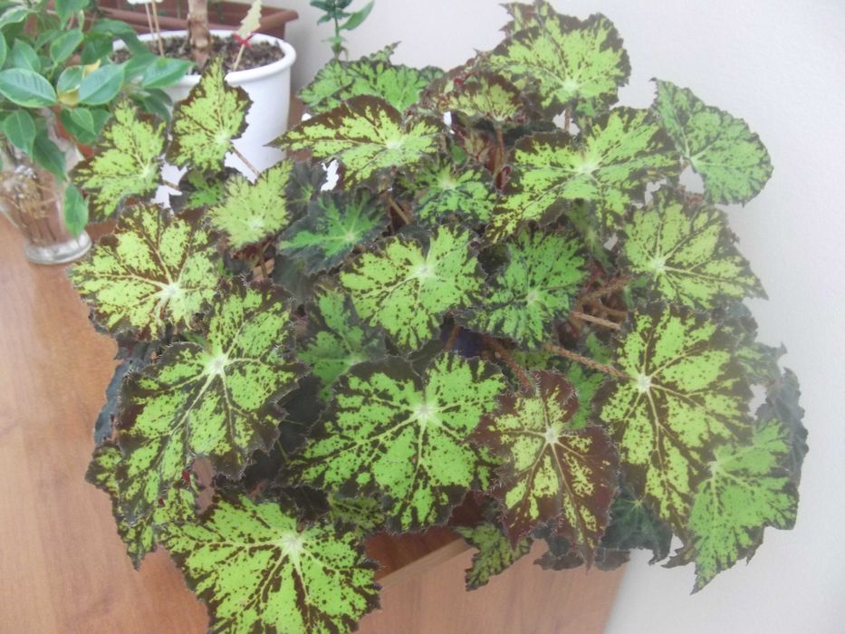 Fujifilm Finepix JX250    14МРх