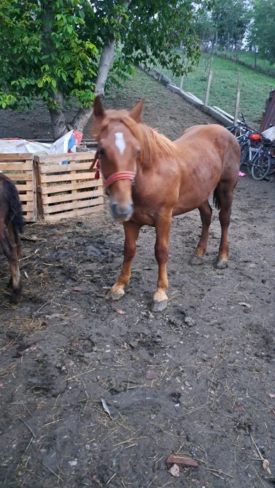 Vând mânz  de 1 an si 3 luni