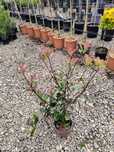 Photinia Red Robin ghiveci 3l