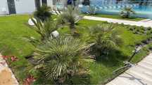 Gazon rulou premium