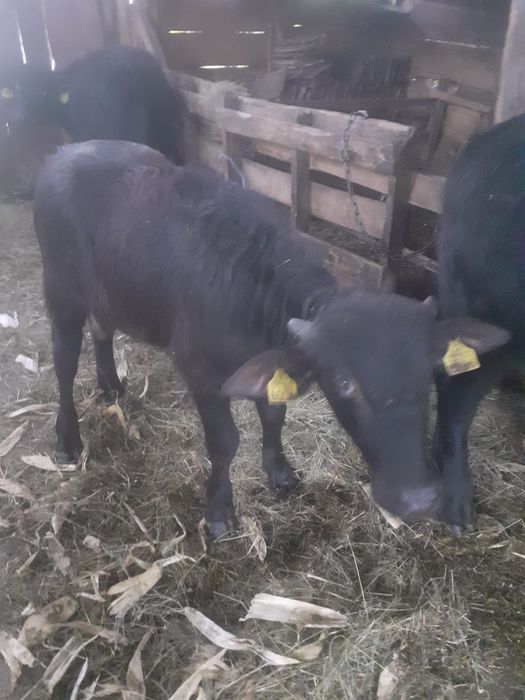 Vând viței de bivol