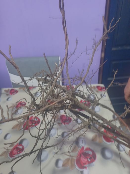 Butași viță de vie.Hibrid