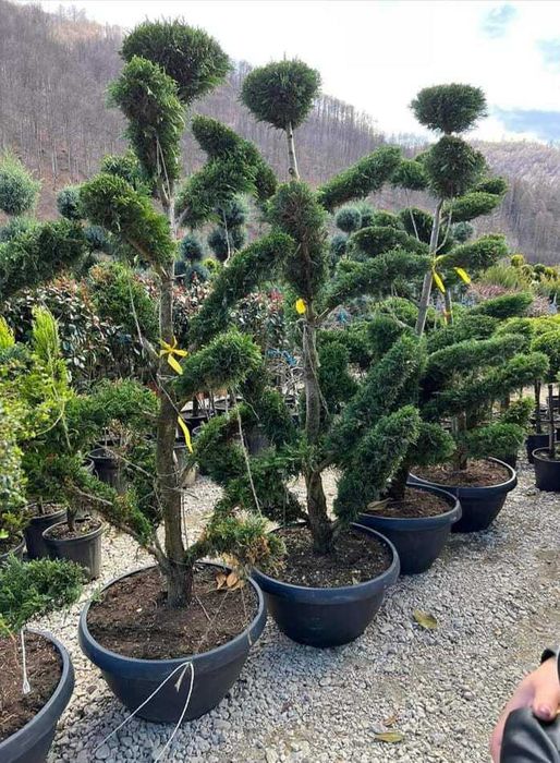 Plante Ornamentale