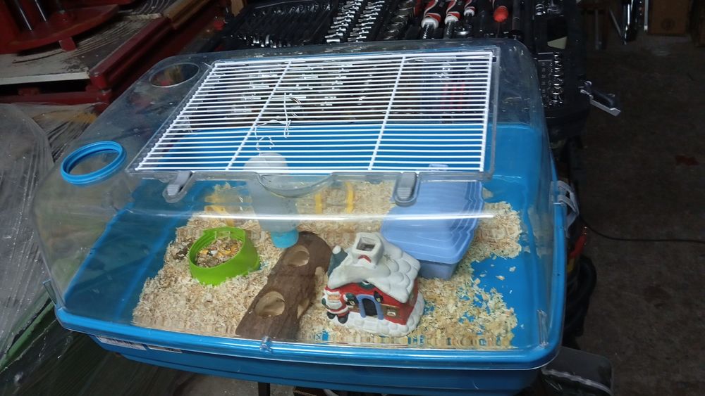 Hamster cu cușcă 3 buc