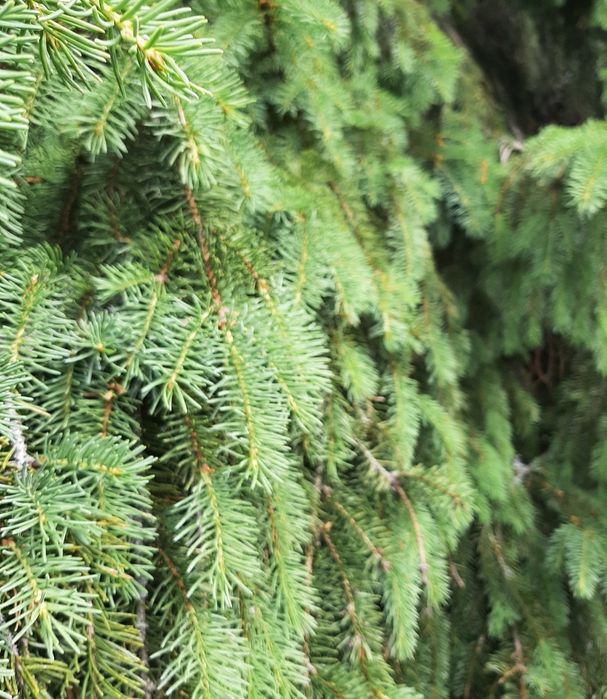 Sirop din muguri de brad 750 ml  !