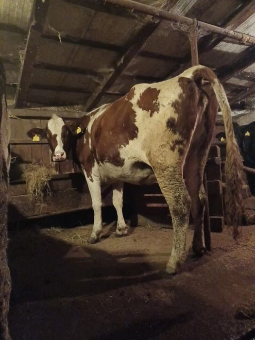 Vând junincă gestantă