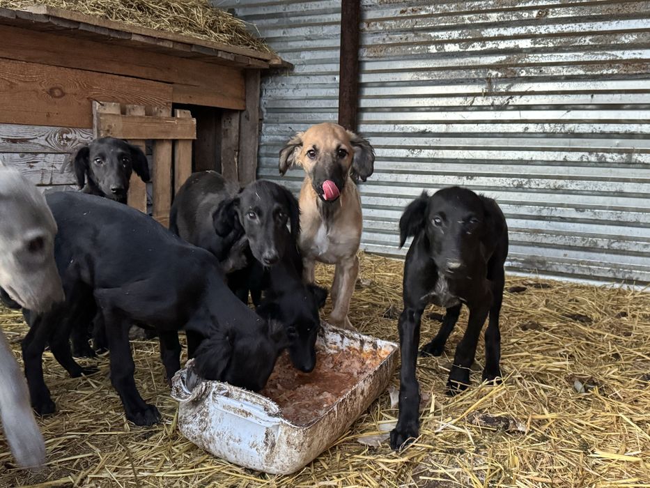 Тазы щенки (три мясяца)